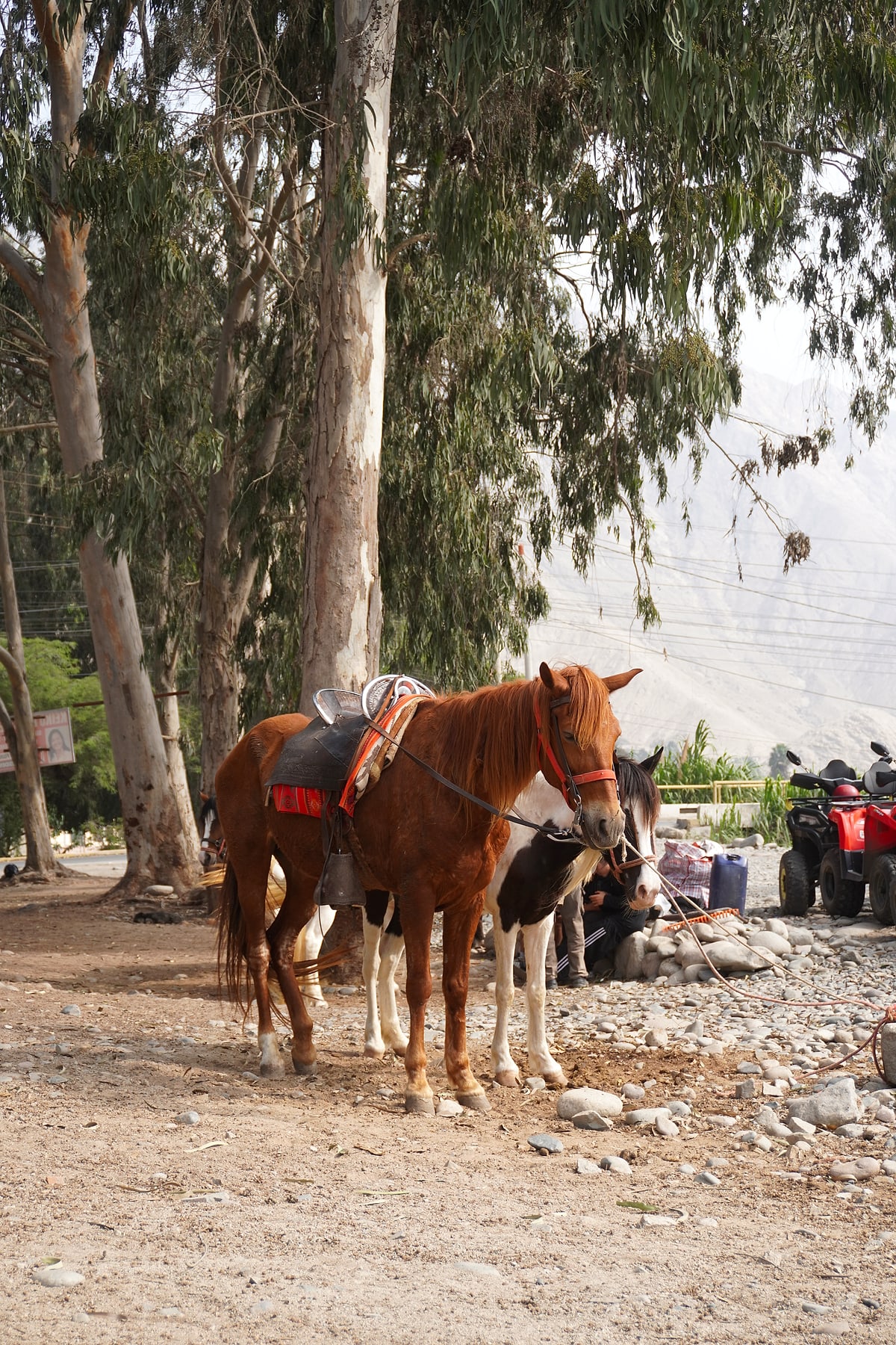 Cabalgata al atardecer